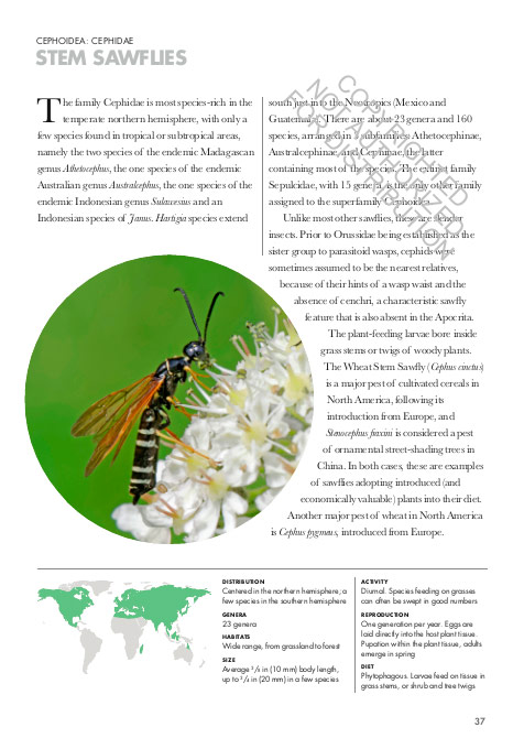 WASPS OF THE WORLD. A GUIDE TO EVERY FAMILY 6