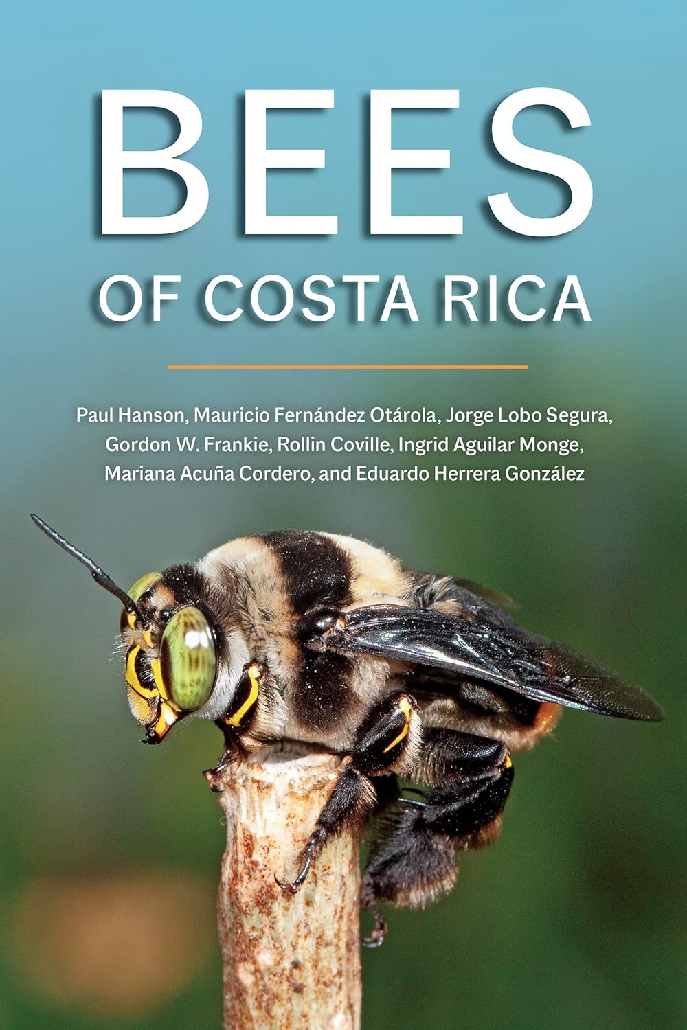 BEES OF COSTA RICA