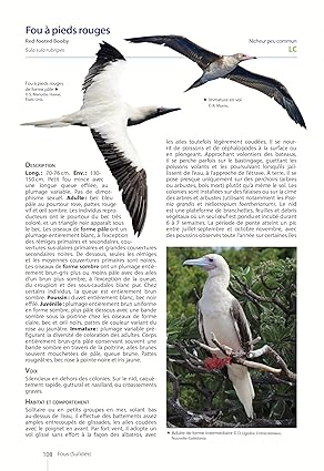 OISEAUX DE NOUVELLE-CALÉDONIE. GRANDE TERRE, ÌLLES LOYAUTÉ ET ARCHIPELS ÉLOIGNÉS 2