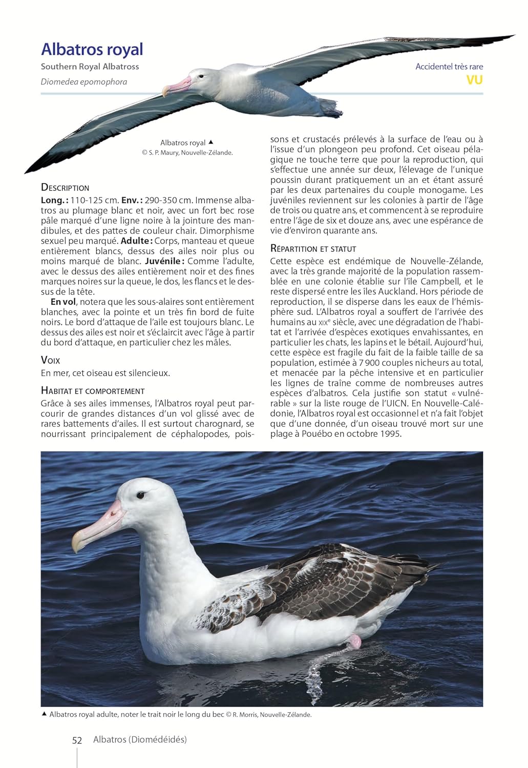 OISEAUX DE NOUVELLE-CALÉDONIE. GRANDE TERRE, ÌLLES LOYAUTÉ ET ARCHIPELS ÉLOIGNÉS 3