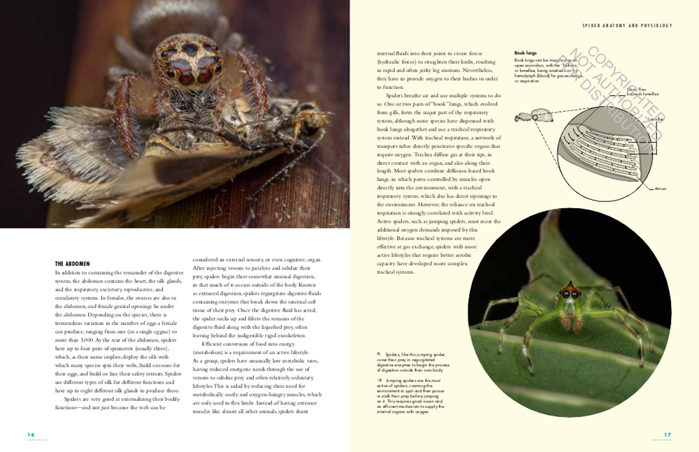 THE LIVES OF SPIDERS: A NATURAL HISTORY OF THE WORLD'S SPIDERS 2