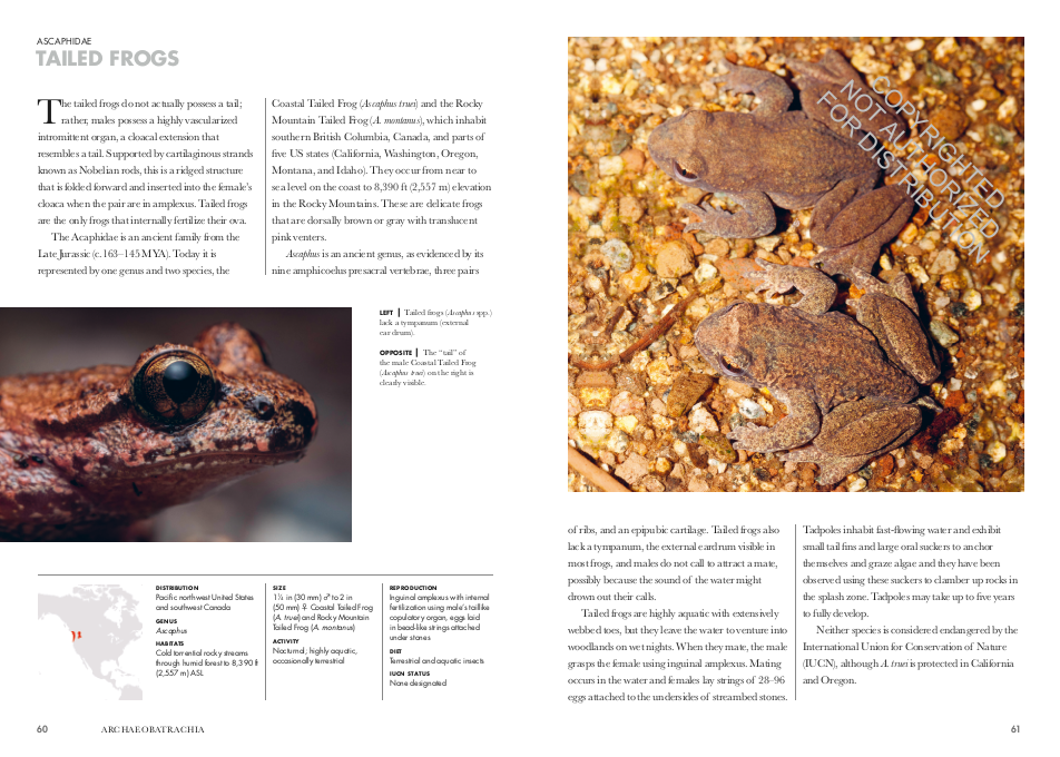 FROGS OF THE WORLD. A GUIDE TO EVERY FAMILY 3