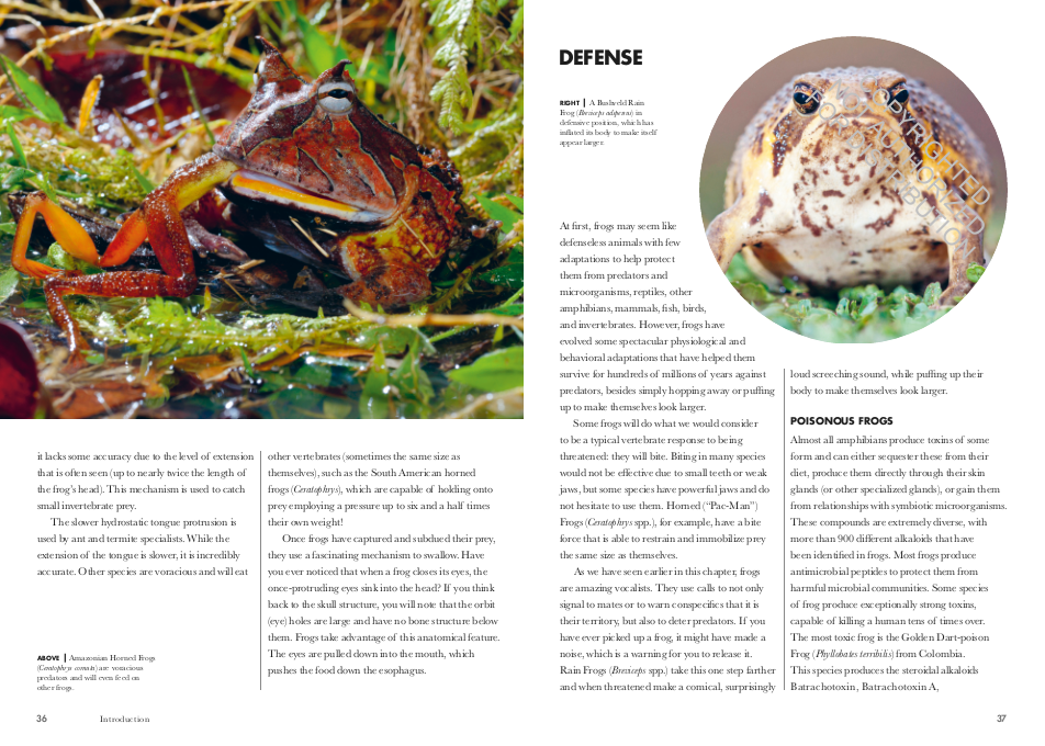 FROGS OF THE WORLD. A GUIDE TO EVERY FAMILY 4