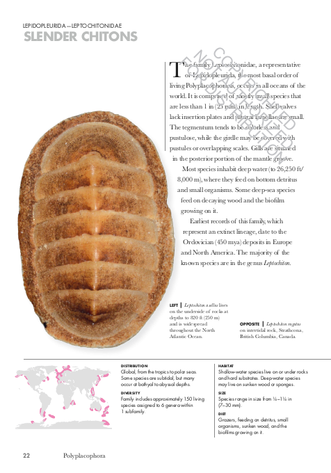 SHELLS OF THE WORLD. A NATURAL HISTORY 2