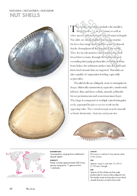 SHELLS OF THE WORLD. A NATURAL HISTORY 3
