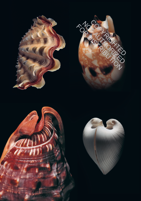 SHELLS OF THE WORLD. A NATURAL HISTORY 5