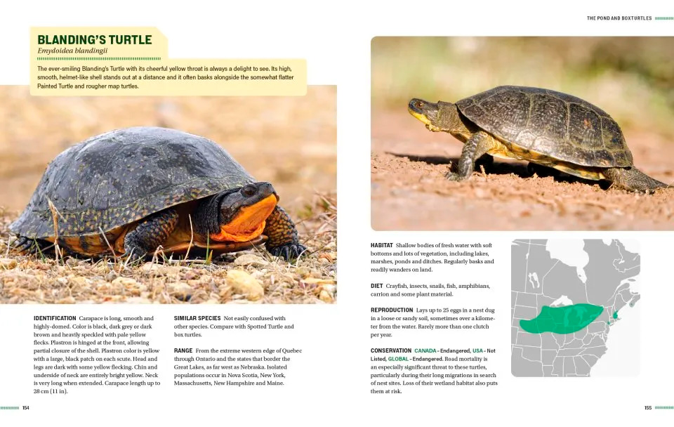 TURTLES OF NORTH AMERICA. AN ILLUSTRATED FIELD GUIDE TO THE TURTLES OF THE CONTINENTAL UNITED STATES AND CANADA 4