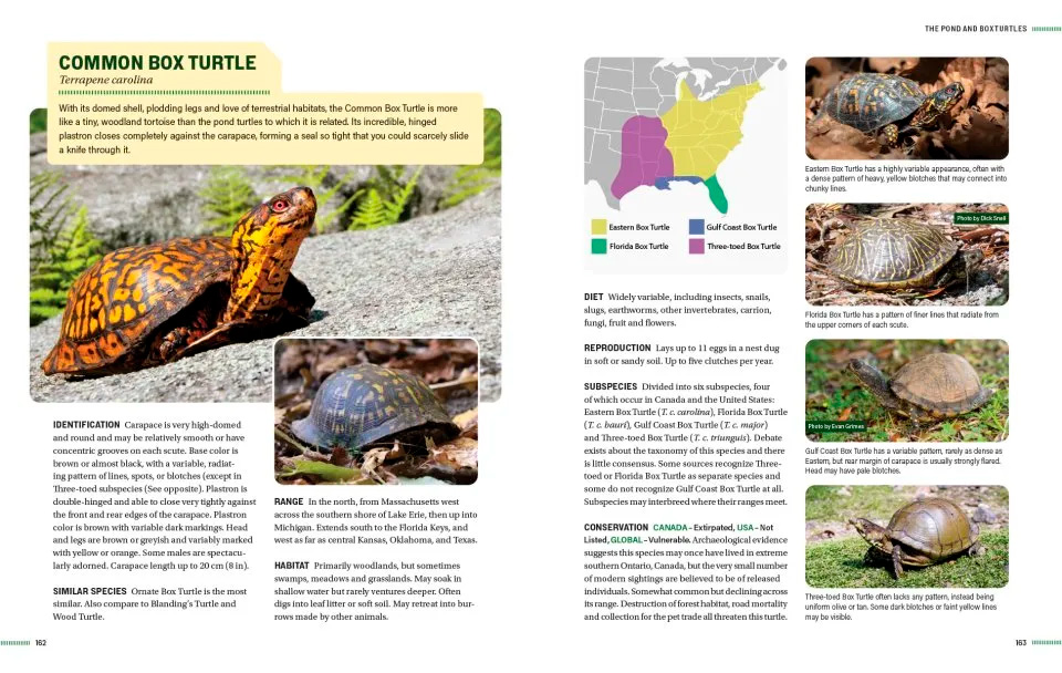 TURTLES OF NORTH AMERICA. AN ILLUSTRATED FIELD GUIDE TO THE TURTLES OF THE CONTINENTAL UNITED STATES AND CANADA 5