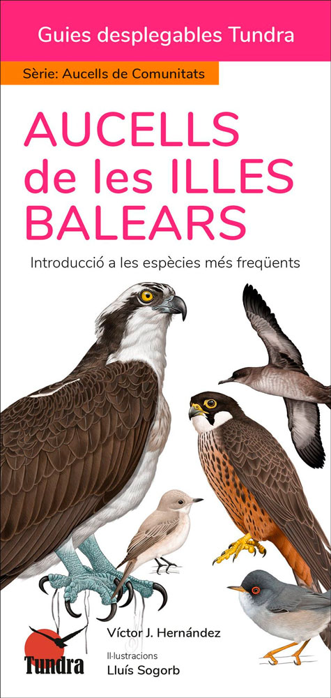 AUCELLS DE LES ILLES BALEARS. INTRODUCCIÓ A LES ESPÈCIES MÉS FREQÜENTS. GUIES DESPLEGABLES TUNDRA