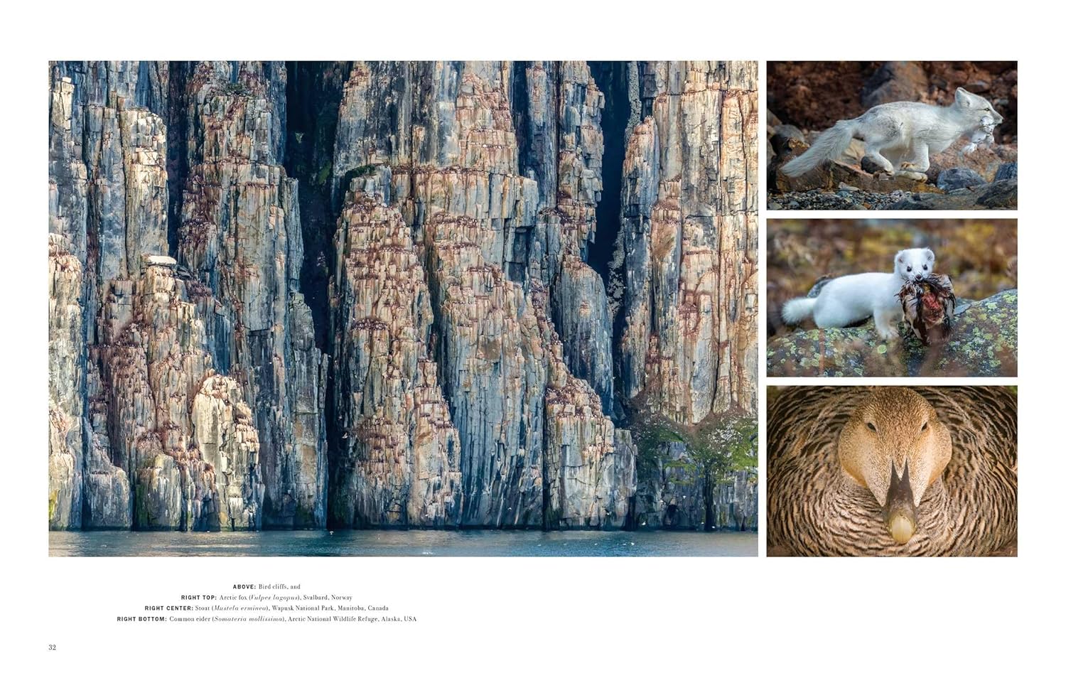 WILD LIVES. THE WORLD'S MOST EXTRAORDINARY WILDLIFE 4