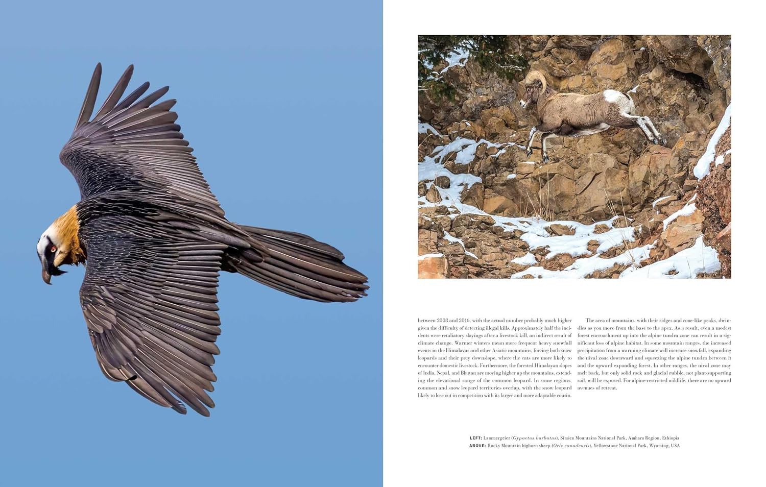 WILD LIVES. THE WORLD'S MOST EXTRAORDINARY WILDLIFE 5