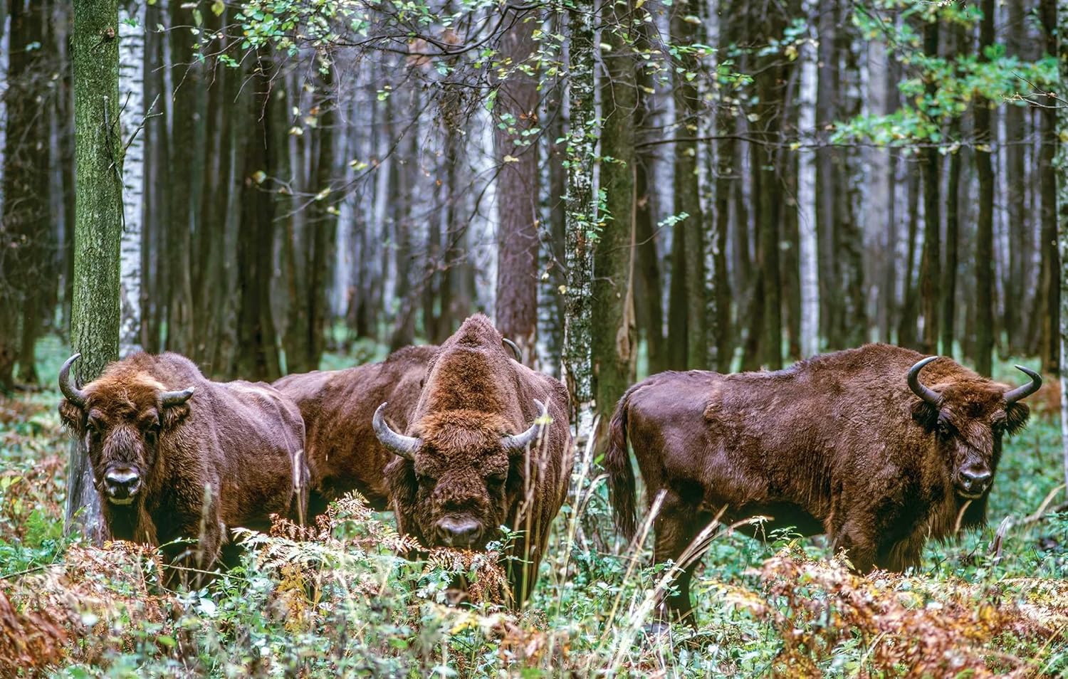 WILD LIVES. THE WORLD'S MOST EXTRAORDINARY WILDLIFE 6