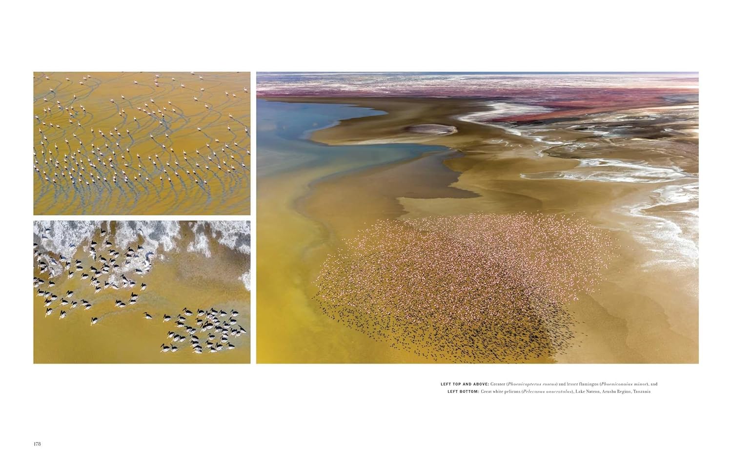 WILD LIVES. THE WORLD'S MOST EXTRAORDINARY WILDLIFE 8