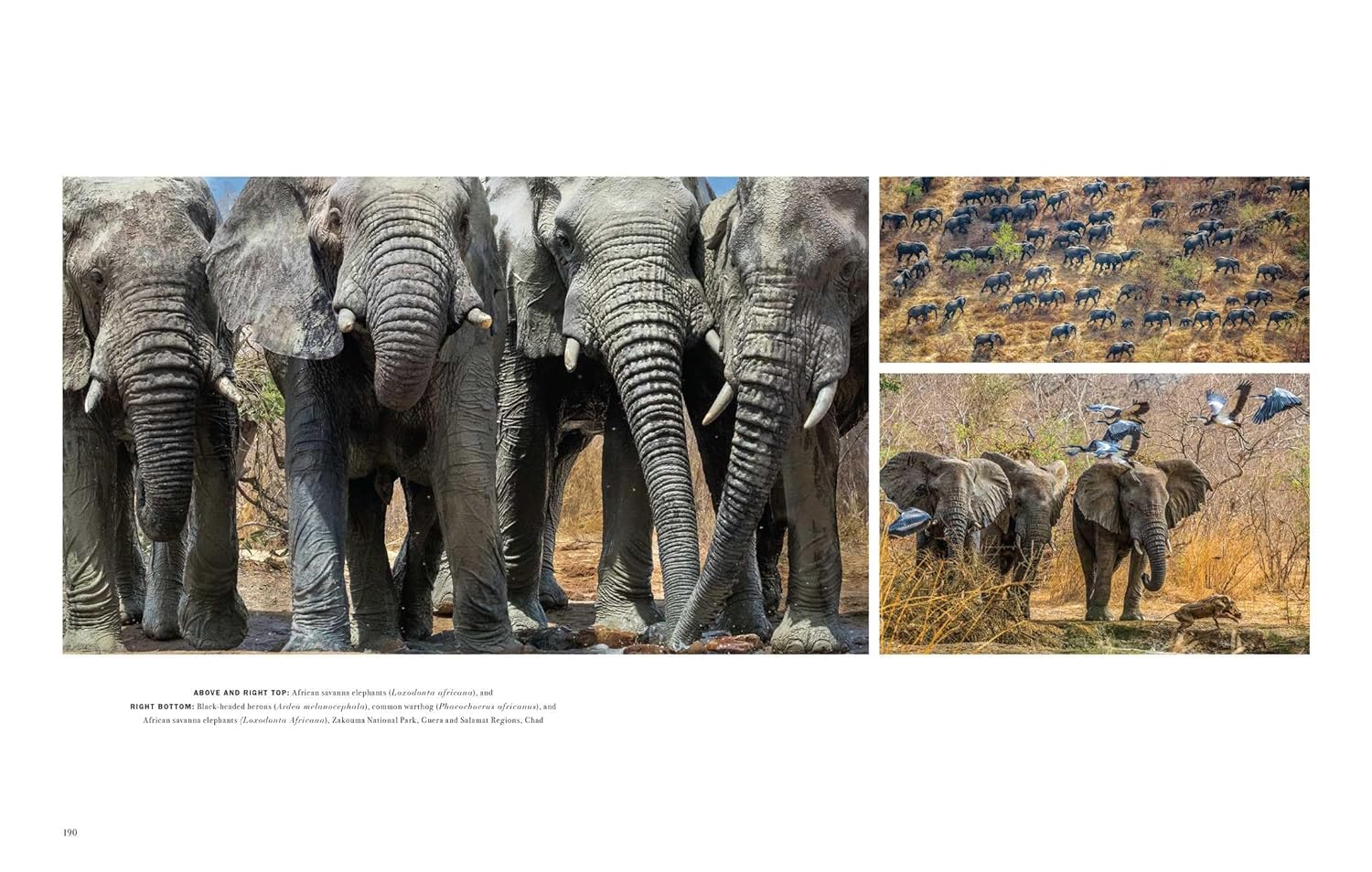 WILD LIVES. THE WORLD'S MOST EXTRAORDINARY WILDLIFE 9