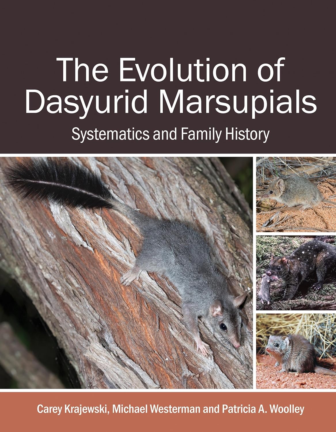 THE EVOLUTION OF DASYURID MARSUPIALS SYSTEMATICS AND FAMILY HISTORY 1