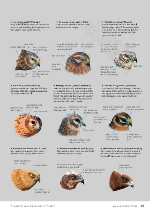 ID HANDBOOK OF EUROPEAN BIRDS (2-VOLUME SET) 5