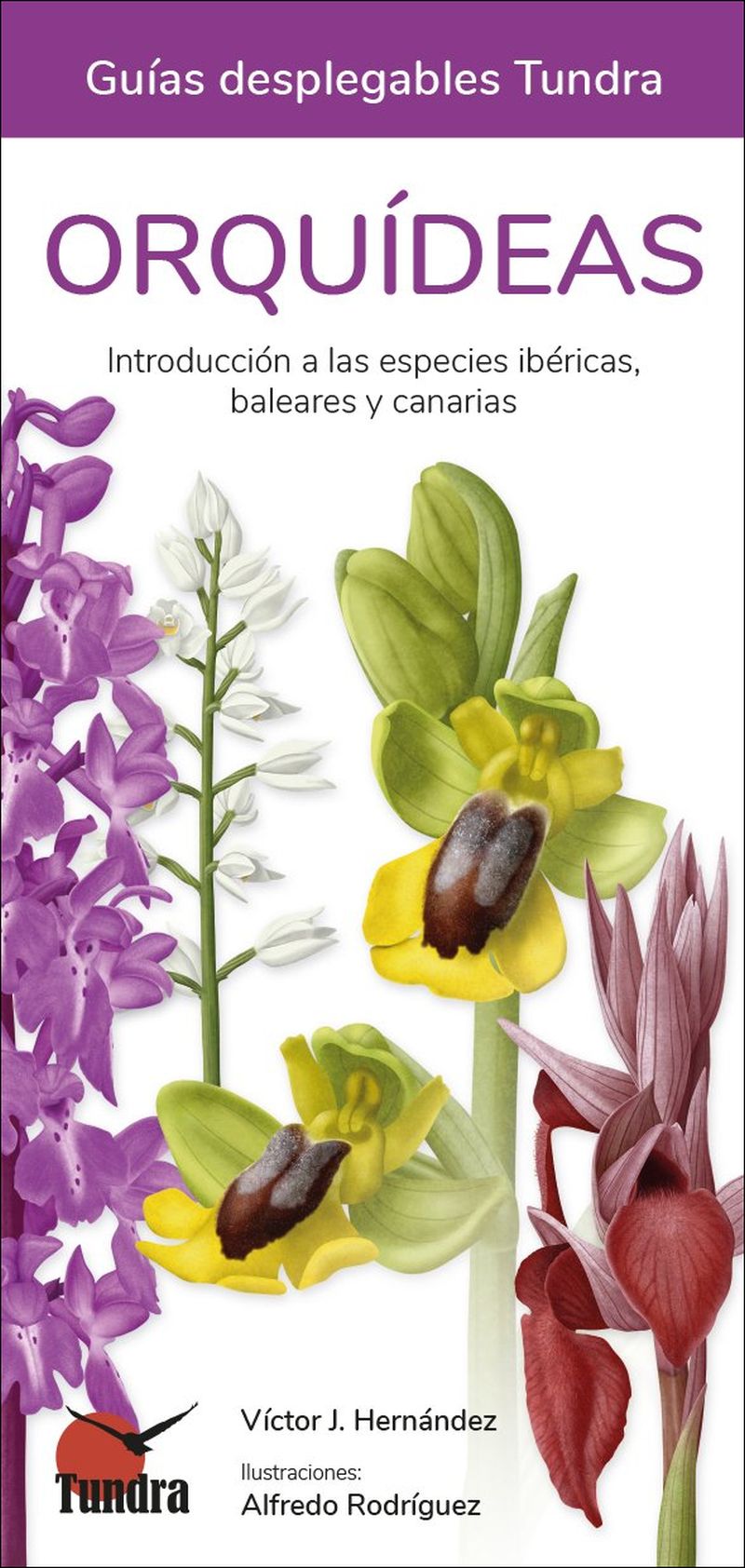 ORQUÍDEAS. INTRODUCCIÓN A LAS ESPECIES IBÉRICAS, BALEARES Y CANARIAS. GUÍAS DESPLEGABLES TUNDRA
