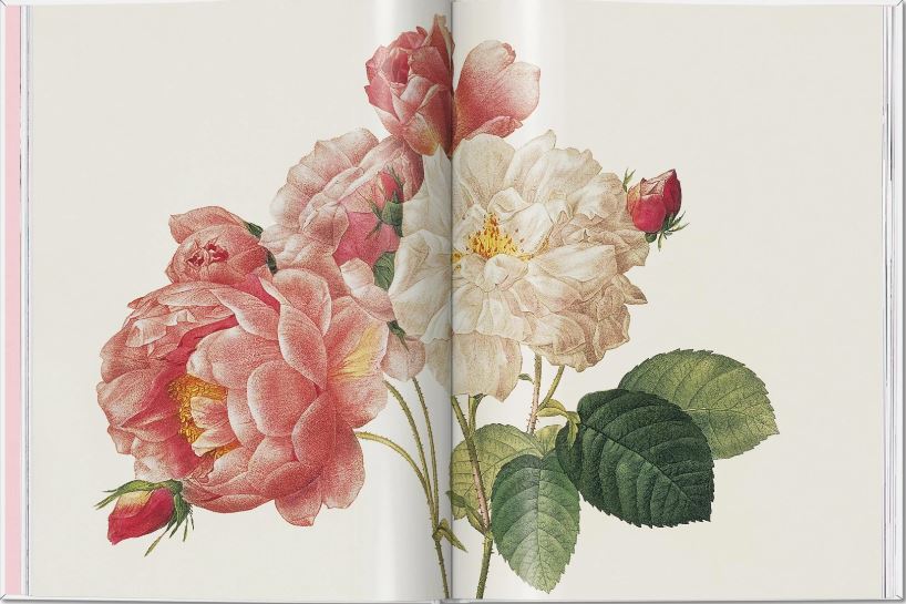 ROSES 3