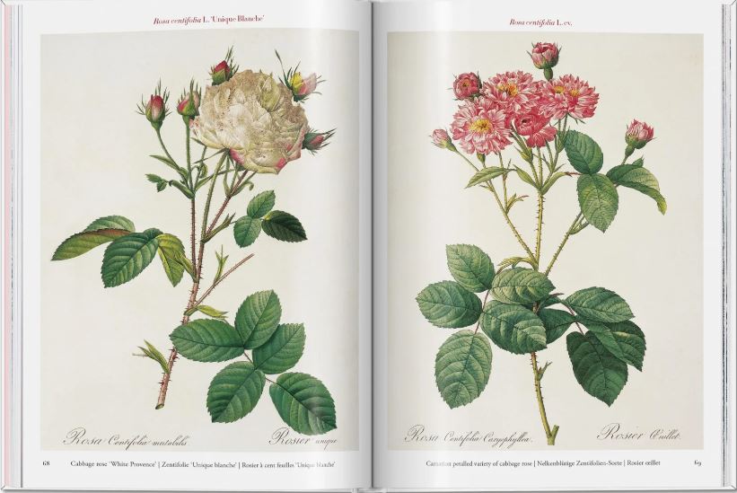 ROSES 4