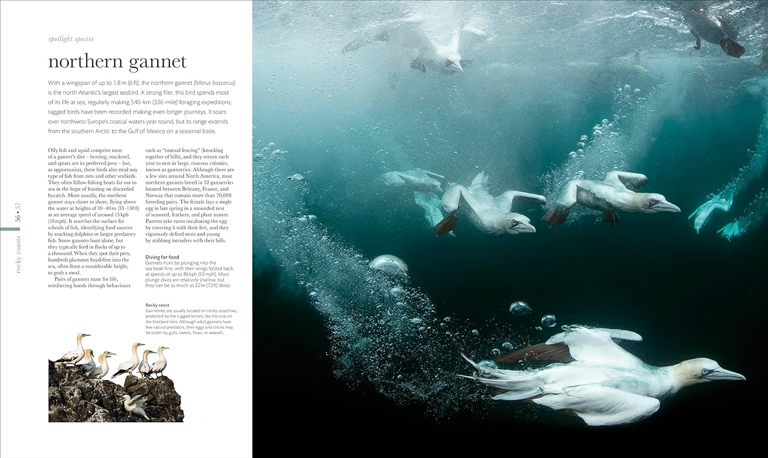 THE SCIENCE OF THE OCEAN. THE SECRETS OF THE SEAS REVEALED 4