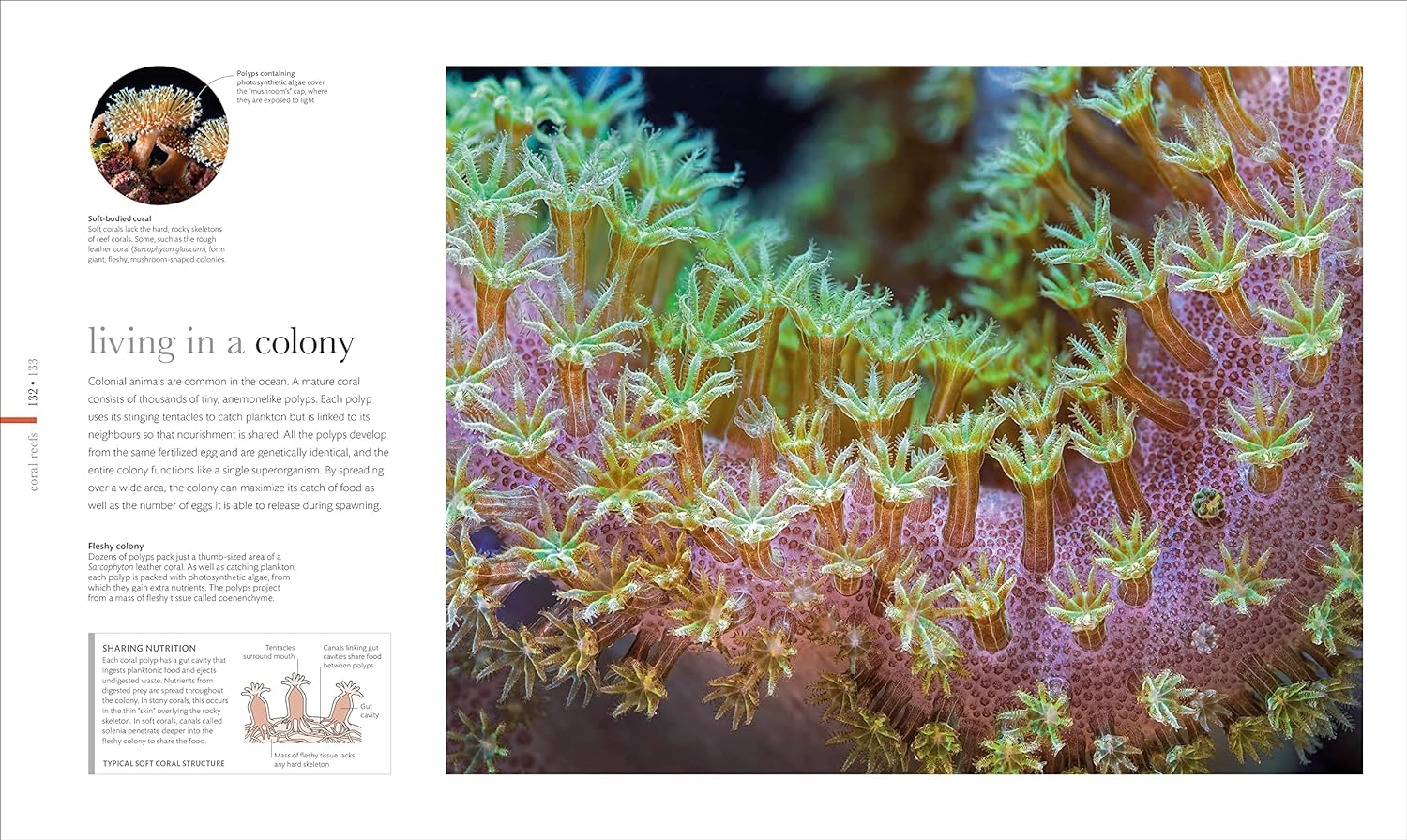 THE SCIENCE OF THE OCEAN. THE SECRETS OF THE SEAS REVEALED 5