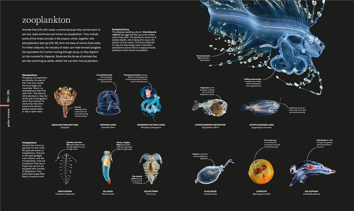 THE SCIENCE OF THE OCEAN. THE SECRETS OF THE SEAS REVEALED 6
