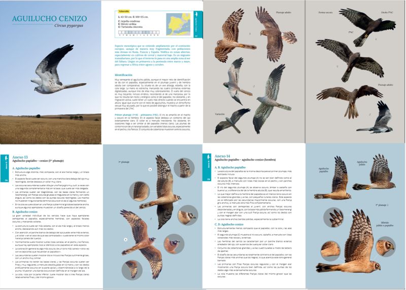 GUÍA DE CAMPO PARA LA IDENTIFICACIÓN DE LAS AVES RAPACES DIURNAS IBÉRICAS 3