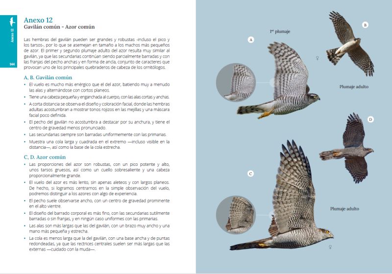 GUÍA DE CAMPO PARA LA IDENTIFICACIÓN DE LAS AVES RAPACES DIURNAS IBÉRICAS 4