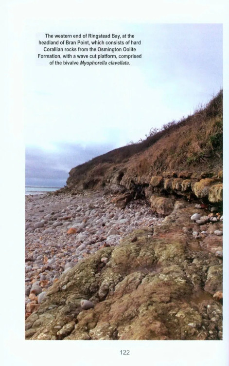 A GUIDE TO FOSSIL COLLECTING IN ENGLAND AND WALES 3
