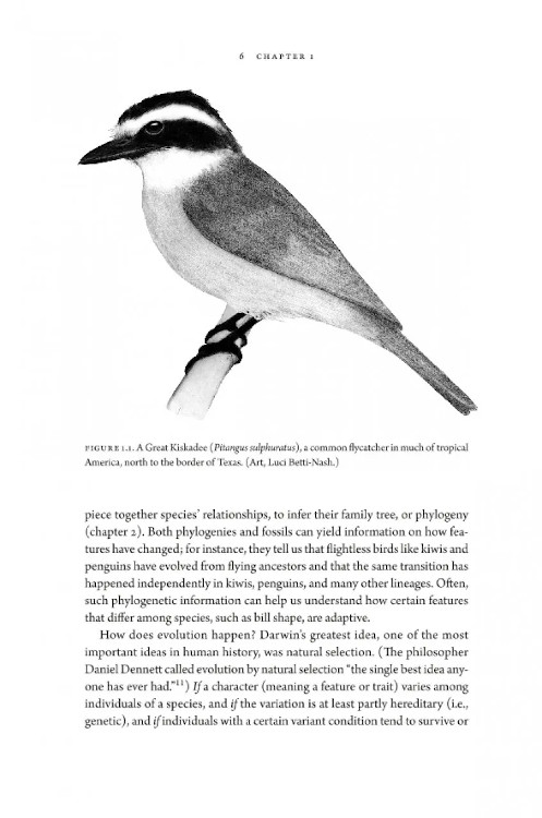 HOW BIRDS EVOLVE. WHAT SCIENCE REVEALS ABOUT THEIR ORIGIN, LIVES & DIVERSITY 2