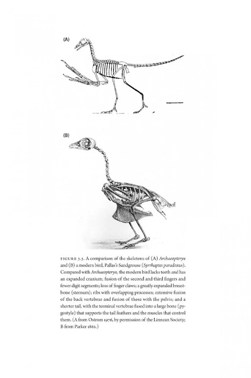 HOW BIRDS EVOLVE. WHAT SCIENCE REVEALS ABOUT THEIR ORIGIN, LIVES & DIVERSITY 3