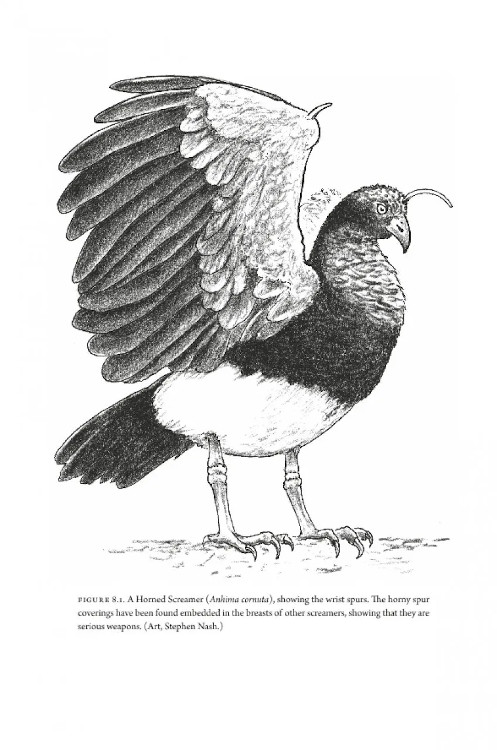 HOW BIRDS EVOLVE. WHAT SCIENCE REVEALS ABOUT THEIR ORIGIN, LIVES & DIVERSITY 4