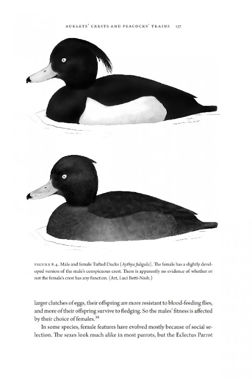 HOW BIRDS EVOLVE. WHAT SCIENCE REVEALS ABOUT THEIR ORIGIN, LIVES & DIVERSITY 5