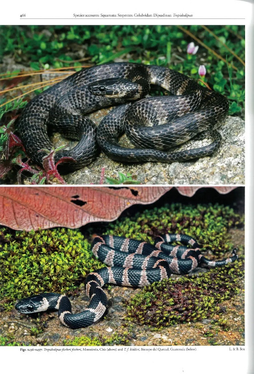 REPTILES OF OAXACA. TURTLES, CROCODILES, LIZARDS AND SNAKES OF MEXICO'S MOST BIODIVERSE STATE 5