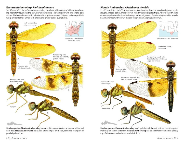 DRAGONFLIES OF NORTH AMERICA 2
