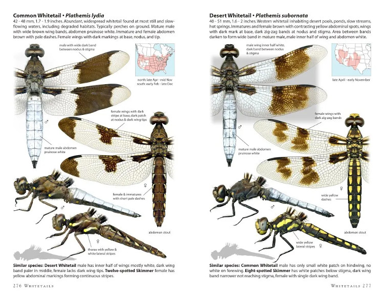 DRAGONFLIES OF NORTH AMERICA 3