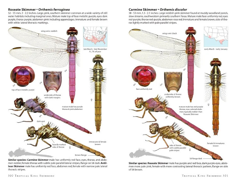 DRAGONFLIES OF NORTH AMERICA 4