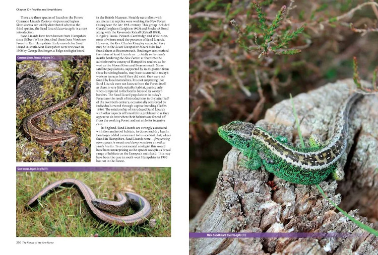 THE NATURE OF THE NEW FOREST. CELEBRATING THE WILDLIFE OF A WORKING COMMON 4