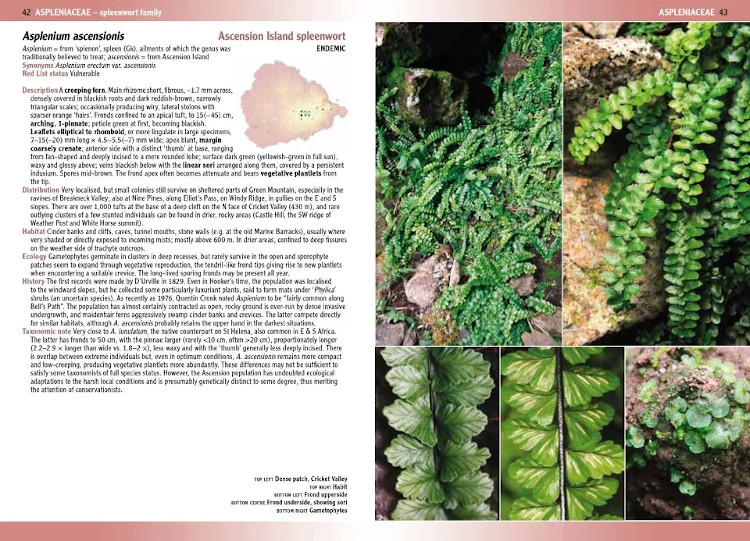 FLOWERING PLANTS &AMP; FERNS OF ASCENSION ISLAND 2