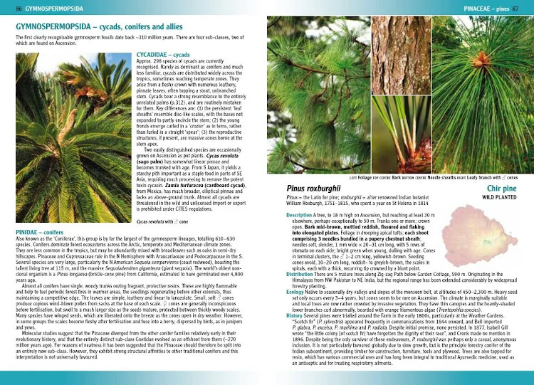 FLOWERING PLANTS &AMP; FERNS OF ASCENSION ISLAND 3