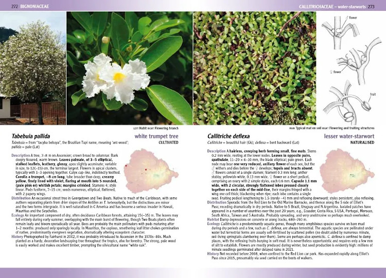 FLOWERING PLANTS &AMP; FERNS OF ASCENSION ISLAND 4