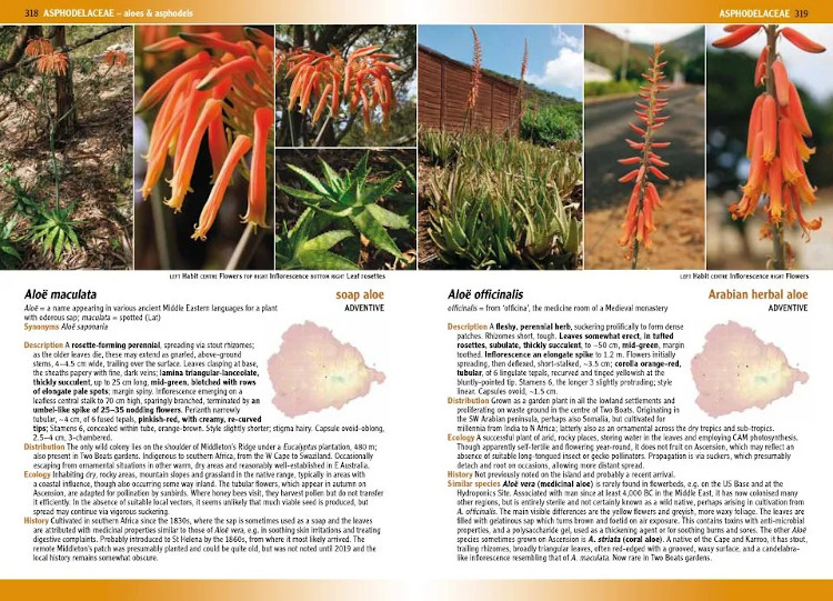 FLOWERING PLANTS &AMP; FERNS OF ASCENSION ISLAND 5