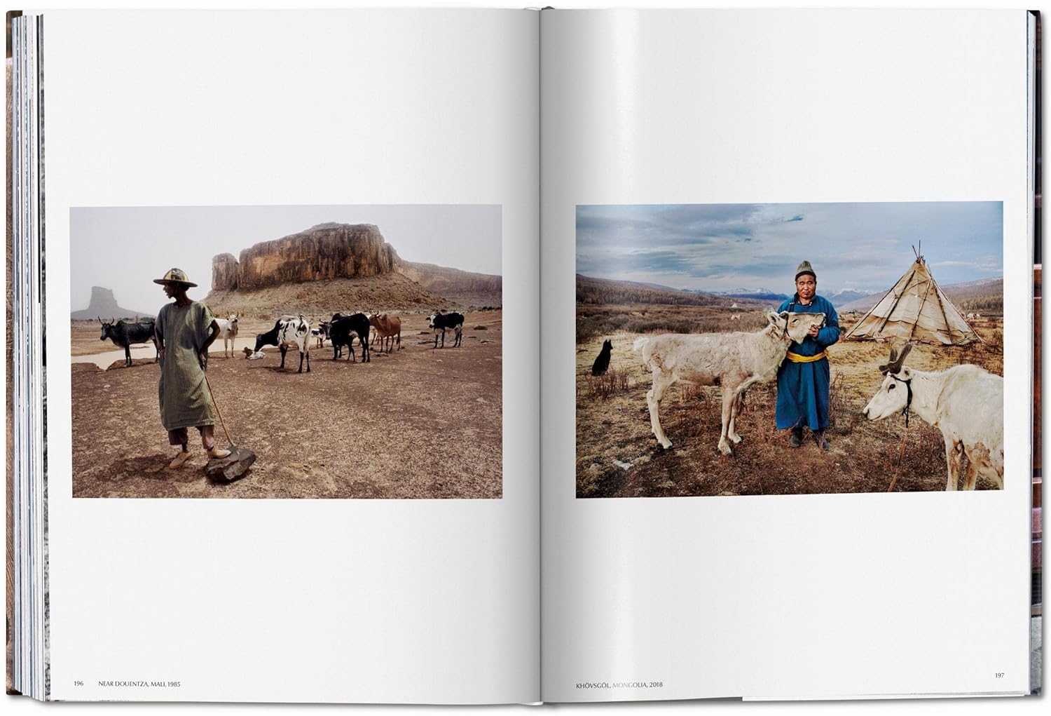 STEVE MC CURRY. ANIMALS 3