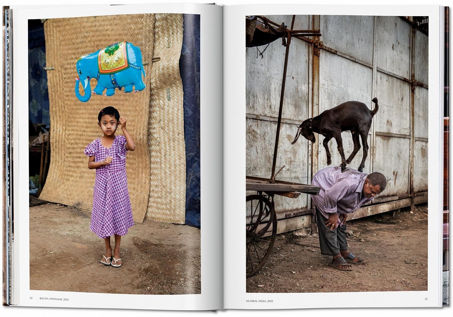 STEVE MC CURRY. ANIMALS 4