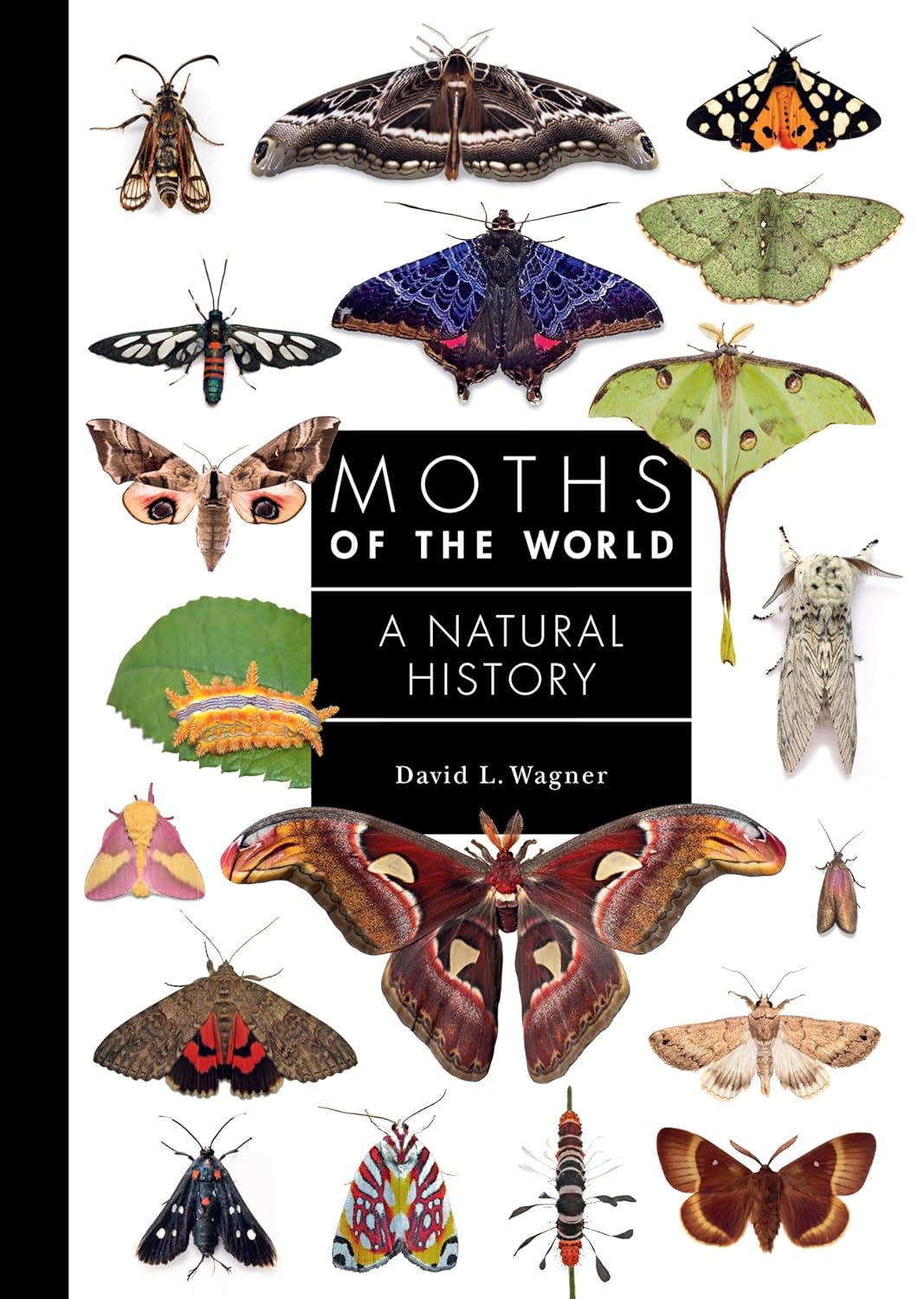 MOTHS OF THE WORLD: A NATURAL HISTORY 1