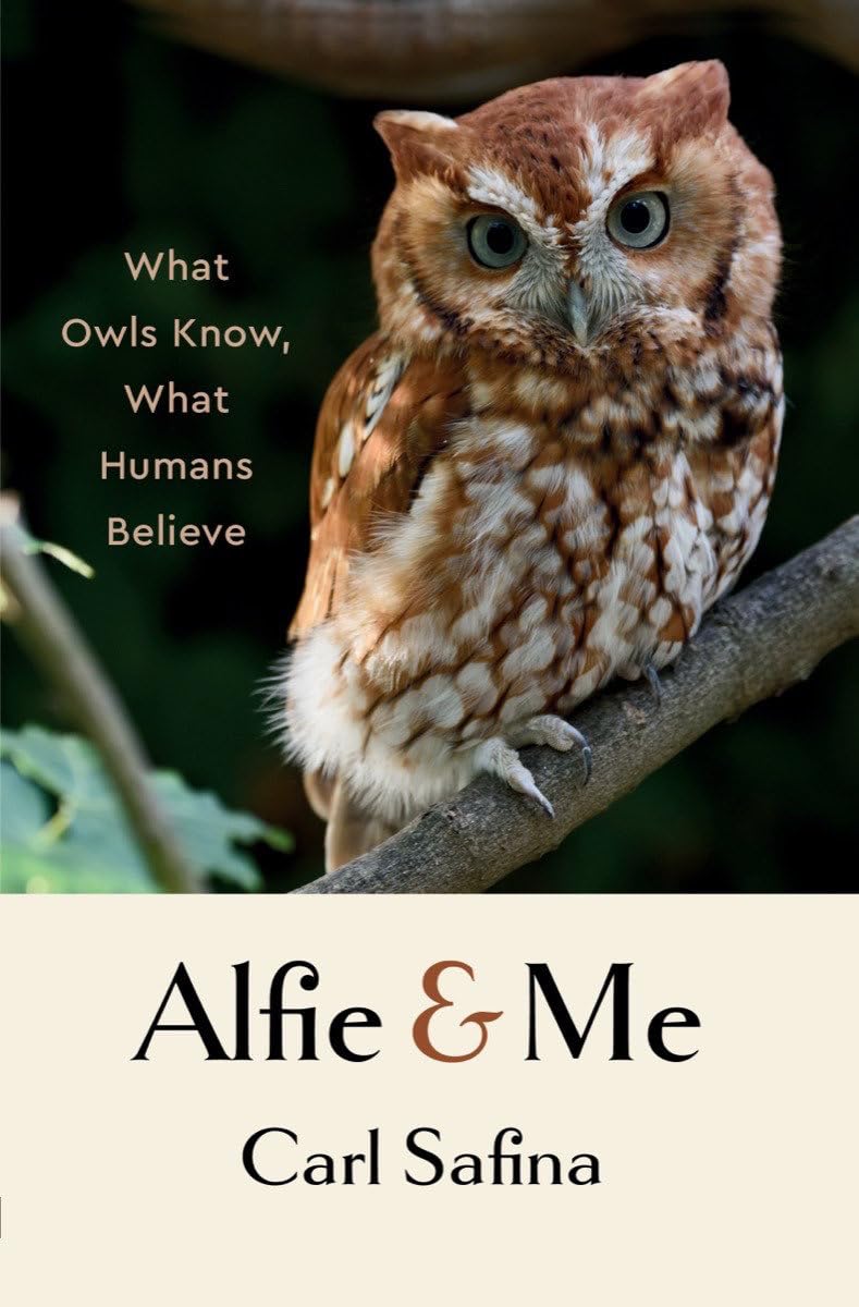 ALFIE AND ME: WHAT OWLS KNOW, WHAT HUMANS BELIEVE