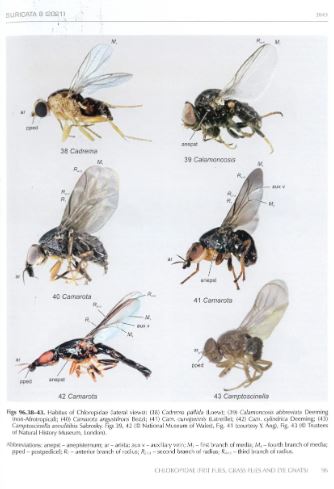 MANUAL OF AFROTROPICAL DIPTERA. VOLUME 3 3