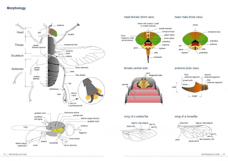 FIELD GUIDE TO FLIES WITH THREE PULVILLI. FAMILIES OF HOMEODACTYLA OF NORTHWEST EUROPE 3