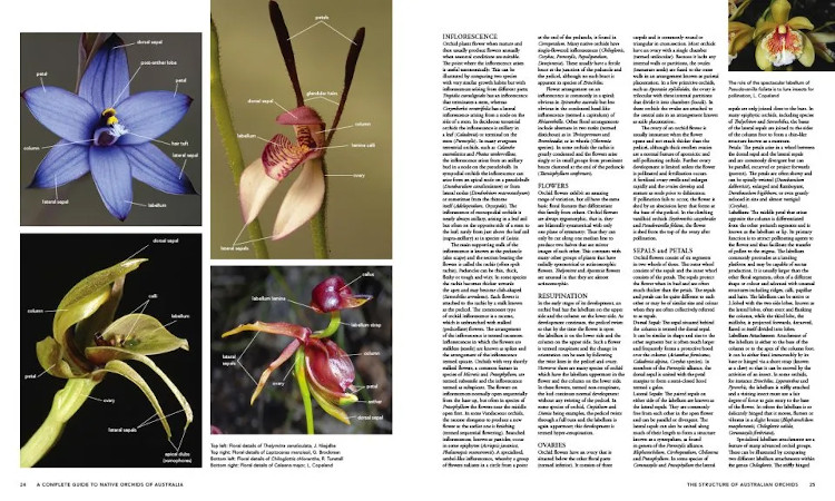 A COMPLETE GUIDE TO NATIVE ORCHIDS OF AUSTRALIA 2
