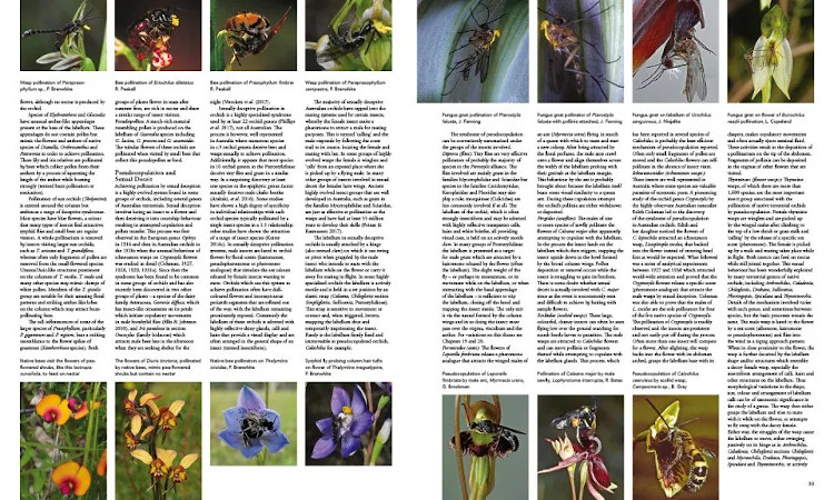 A COMPLETE GUIDE TO NATIVE ORCHIDS OF AUSTRALIA 3